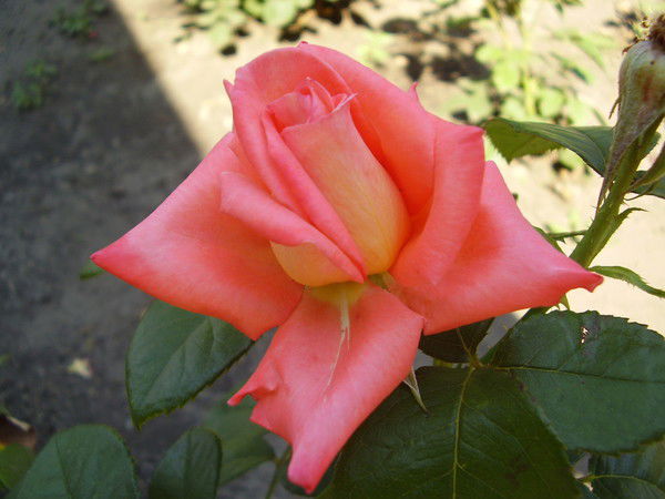 Оксана Александровна