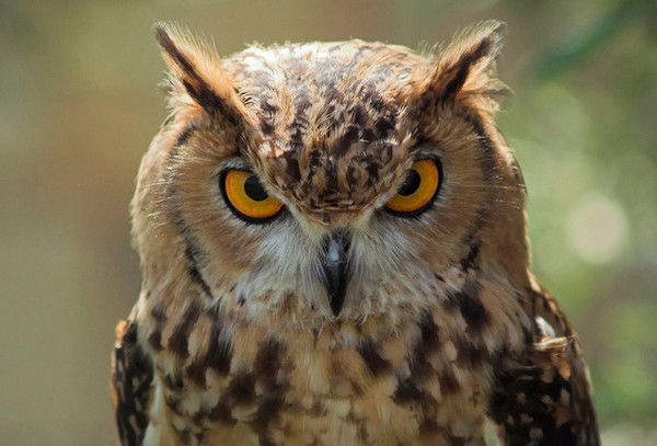 Александр Бегунов