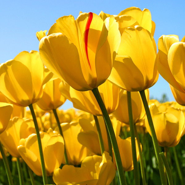 Ирина Кислинская