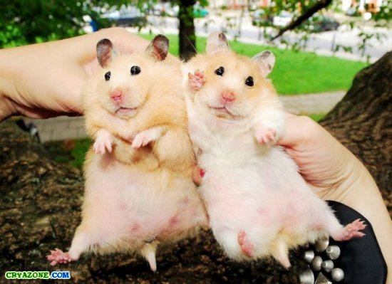 Владимир Краснов