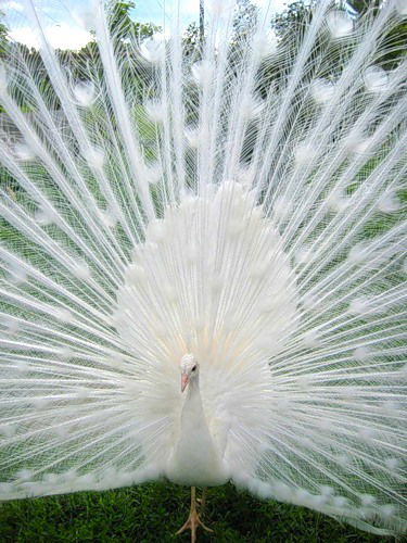 Вера Хорошева