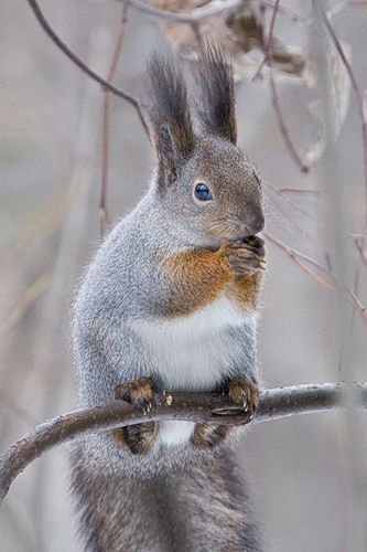 Николай Тимохин