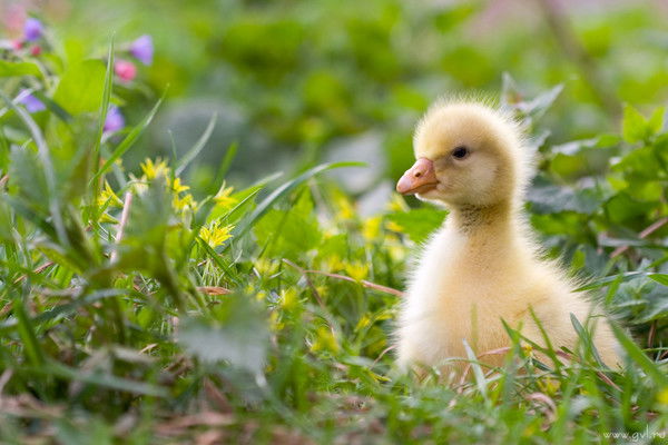 Марьям Сафина