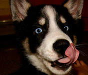 Павел Сытько