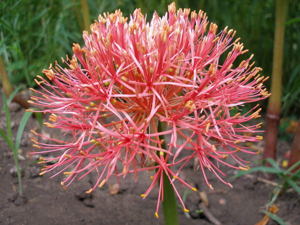 Елена Кондратюк