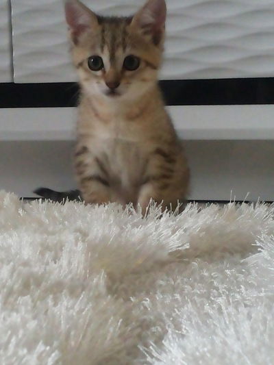 Лена Удалова