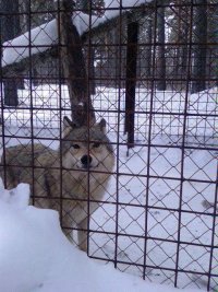 Роман Королёв