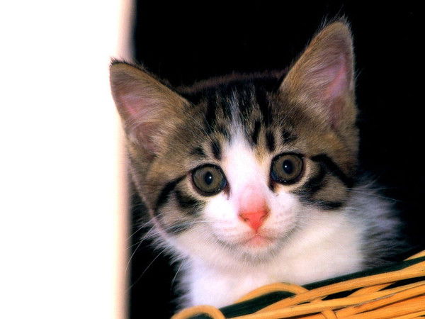 Людмила Скорик