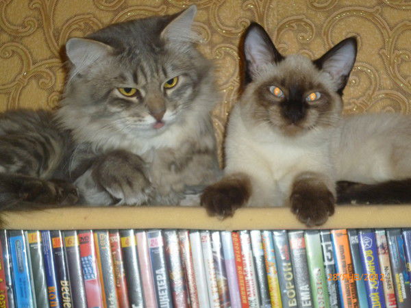 Танюша Ковчегова