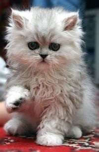 Валерий Скл