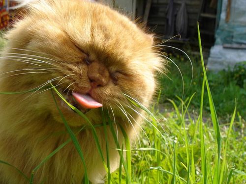 Мария Семенова