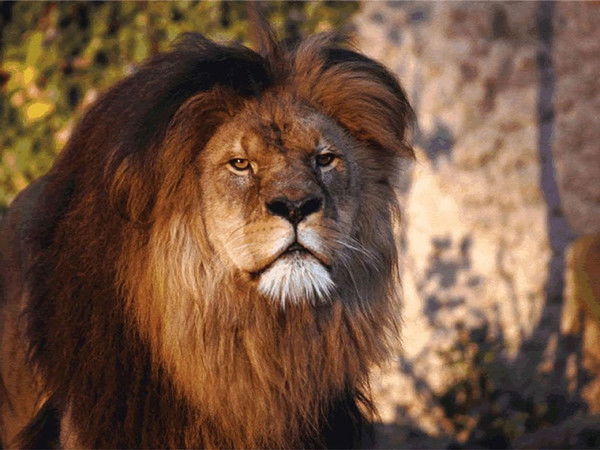 Виталий Нюхалов