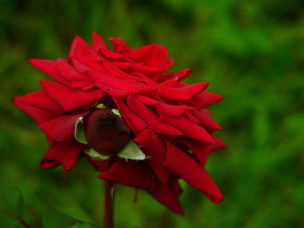 Оксаночка Хомутова