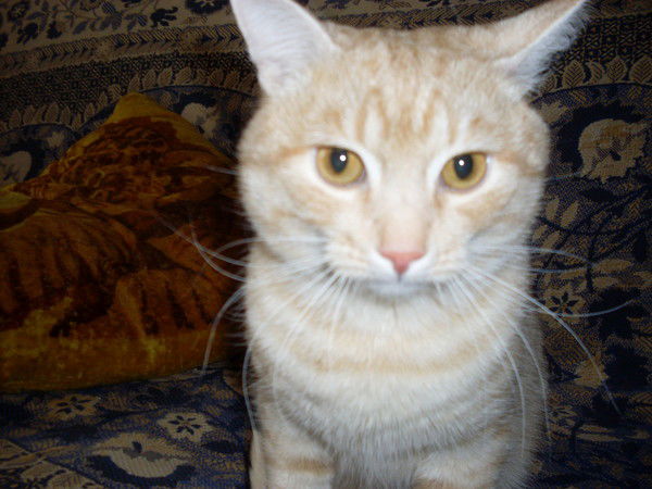 Евгений Иванов