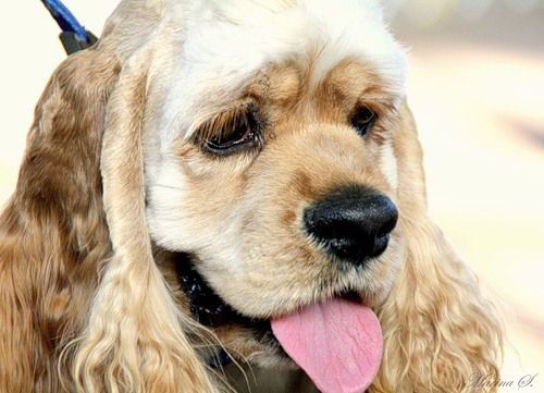 Татьяна Никифорова