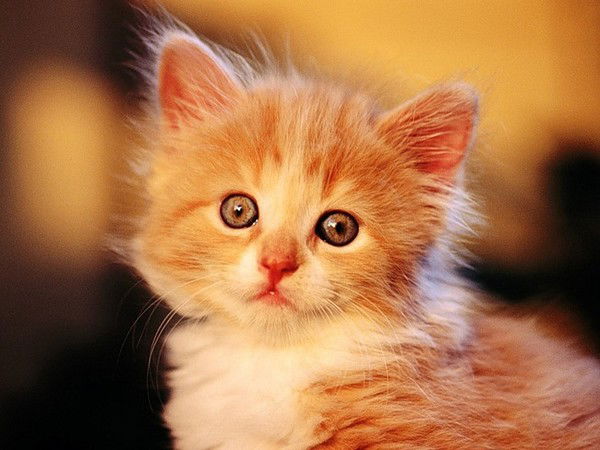 Костя Поляков