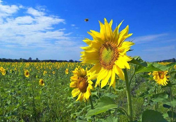 Демьяненко Александр