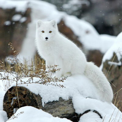 Ксюша Кривовицина