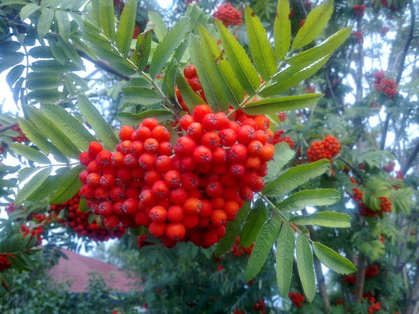 Ирина Мысина