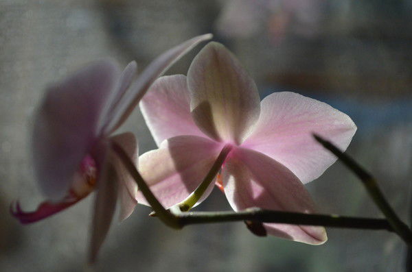 Елена Воробьева