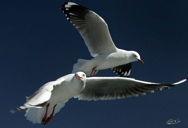 Марина Бордун