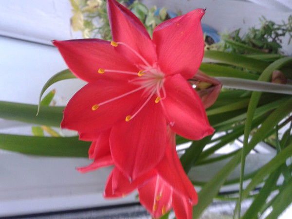 Нуржан Осмоналиева