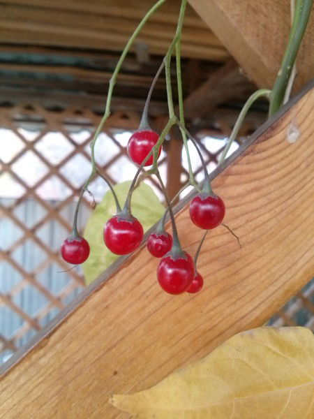 Татьяна Климахина