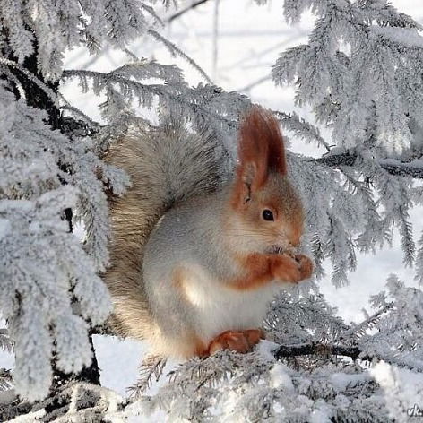 Светлана Абашкина