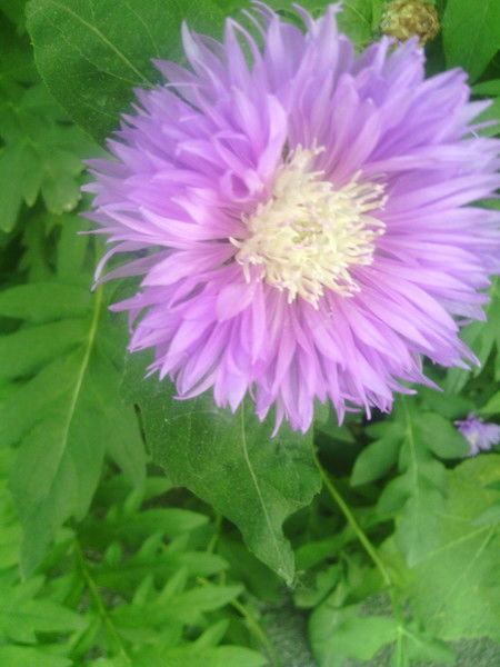 Татьяна Швед