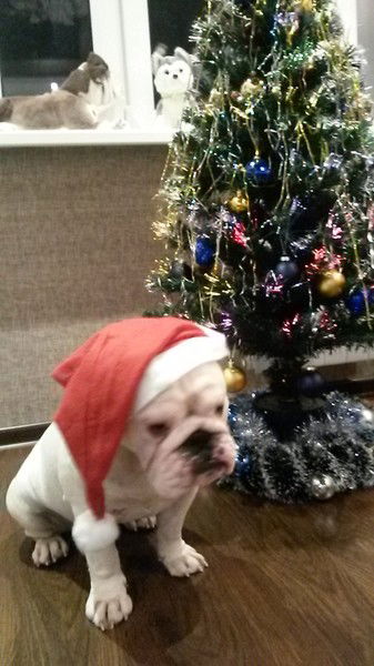 Вячеслав Вербицкий