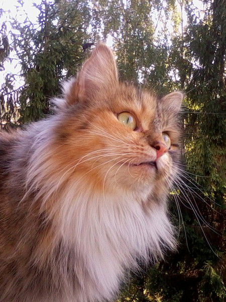 Надежда Громова