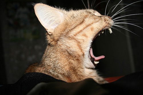 Алексей Пестов