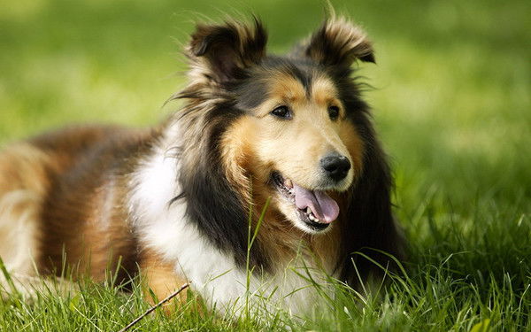 Камила Насыбулина