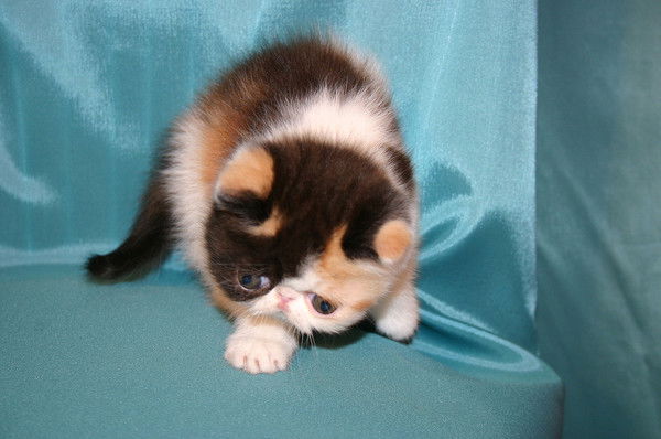 Елена Турская