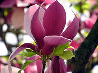 Елена Хомич (Азарнова)