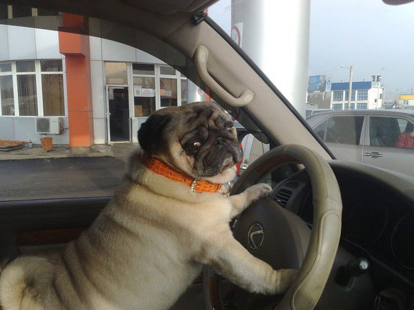 Юрий Павлович