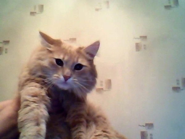 Барс Кофонов