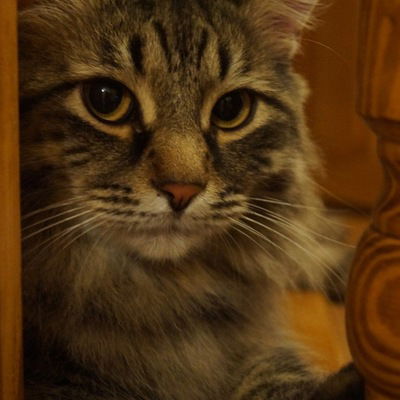 Ольга Костогрызова