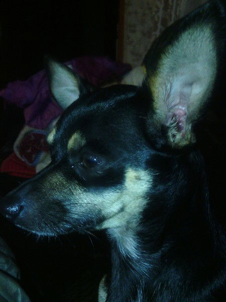 Сергей Окороков