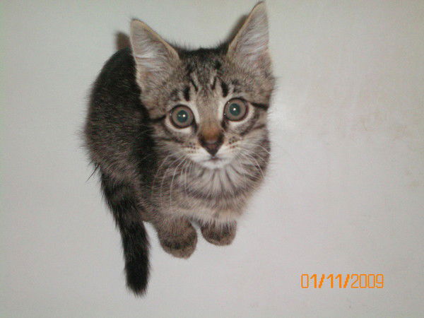 Григорий Савченко