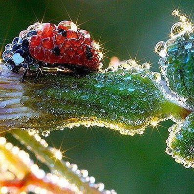 Лена Филиппович