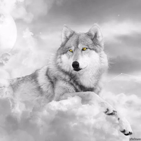 ♛White Wolf♛ ღ ♛White Wolf♛ ღ