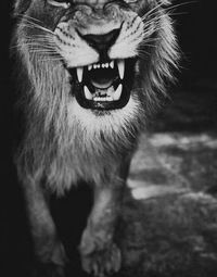 Рома Турушев