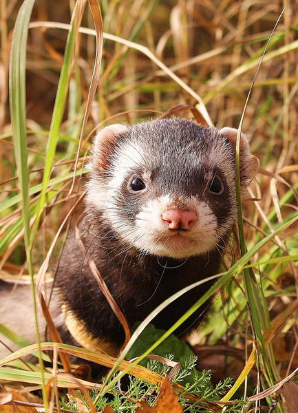 Вячеслав Ломакин (