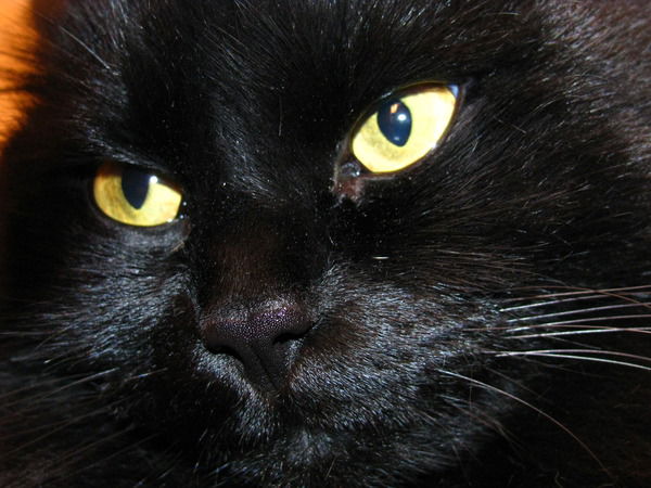 Олександра Лукавецька