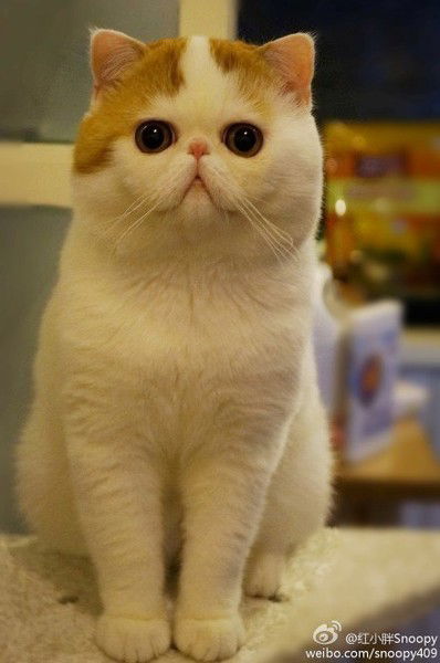 Шамиль Гиззатуллин