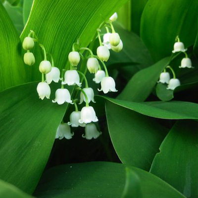 Тамара Максимович