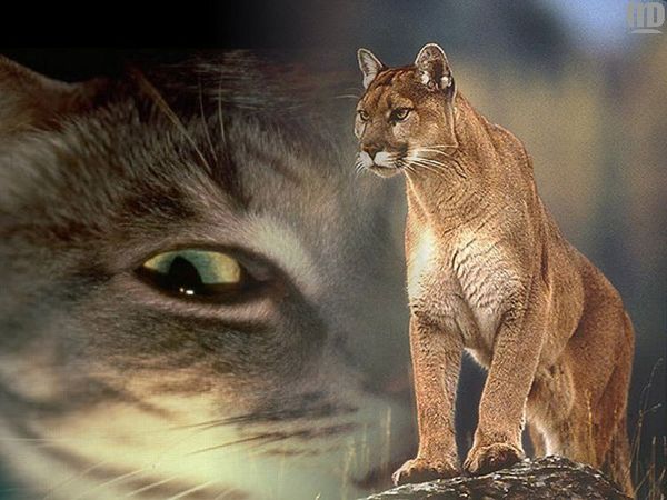 Маргарита $$$$$