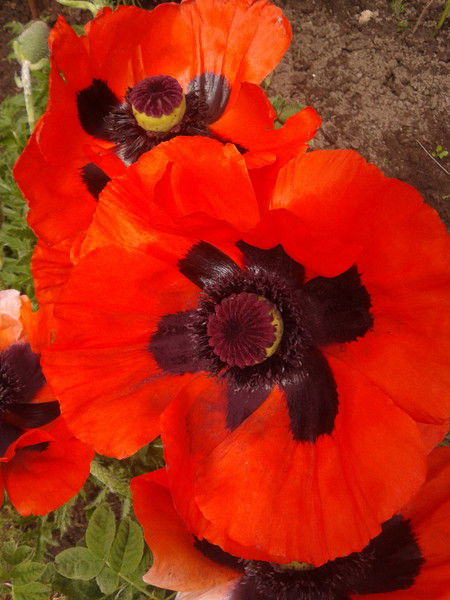 Татьяна Кашинцева