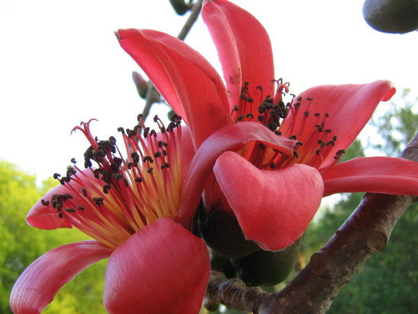 Ирина Ерёменко